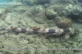 Phát hiện cá mập “biết đi” ở Indonesia Phát hiện cá mập “biết đi” ở Indonesia